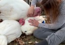 Free from Harm - Sweet Rescued Turkeys In a Cuddle Huddle Facebook