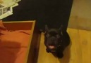 French Bulldog puppy argues over bedtime!