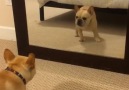 Frenchie puppy sees himself in the mirror for the first time...