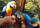 Friendly macaw parrots fly in for their daily treat Credit ViralHog