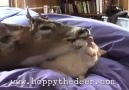 Friendship Between Deer And Cat!