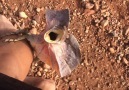 Frilled-Neck Lizard Attacks Man in Outback Australia