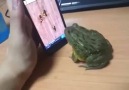 Frog plays cell phone game