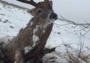 Frozen Deer....