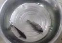 Frozen fish comes back to life