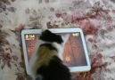 Fruit Ninja oynayan kedi