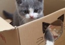 Fukutaro the kitten loves his new house