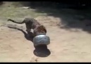 FULL VIDEO- Leopard rescue after head stuck in metal pot - Raj...