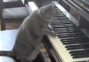 FunCage.com - CATcerto Facebook