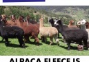 Fun Fact Furriday: Alpaca Edition