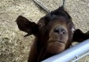 FUNNIEST ANIMAL VIDEO OF THE YEAR!