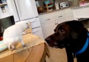 Funniest Family Moments - Cockatoo Feeds Labrador Facebook