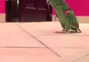 Funniest Parrot Videos