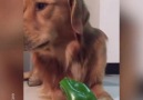 Funniest VideOasis - This golden retriever loves snacking on greens