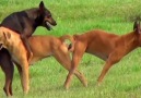 Funny Animal - Dogs Mating - Funny Animals mating Compilation Facebook