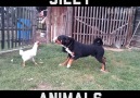 FUNNY ANIMAL FAILS