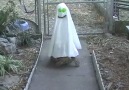 Funny Animals Are Ready For Halloween