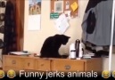 Funny Animals D
