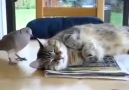 Funny Bird Wakes Up Cat :D