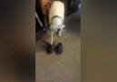 Funny Boxer Struts His Stuff In Crocs