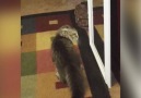 Funny Cat Jumps Around Mirror