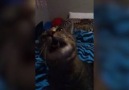 Funny Cat Makes Hilarious Noise