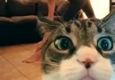 Funny Cat Ruins His Owner’s Yoga Workout Video!