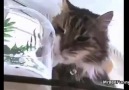 Funny Cats Saying Om Nom Nom Compilation!