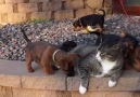 Funny Cat Stuck With A Bunch Of Curious Puppies