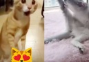 Funny cat videos Tingkah laku kucing yang buat kita tertawa puas