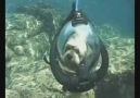 Funny Cute Dog Videos - scuba dog Facebook