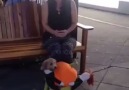 Funny Dog Costume