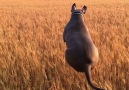 Funny Dog Jumps Through Grass