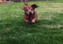 Funny Dogs Are Even Better In Slow Motion Music Montage
