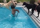 Funny dogs vs water moments