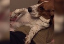 Funny Dog Wants More Belly Rubs