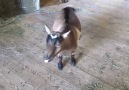 Funny Goats Screaming like Humans