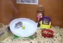 FUNNY HAMSTER GO CRAZY FAIL