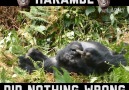 Funny Harambe the Gorrilla Memes and Viral Videos by FailArmy