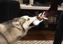 18 Funny Husky Puppies Video Compilation 2016