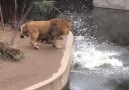 funny lions