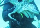 Funny octopus