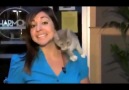 Funny Pets Vids - Lustige Katzen Funny Cats Facebook