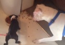 Funny Puppy Won't Share Food With Big Brother