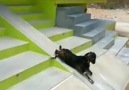 Funny video of a Goat having fun