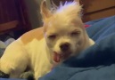 Funny Videos - Dog chilling with its tongue out Facebook