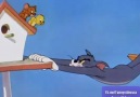 Funny Videos - Tom and Jerry Show Facebook