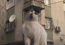 Furkan Sarıkaya - Dilenci kedi zabıtaları fark ediyor...