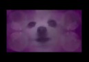 Gabe the Dog - Remix Compilation