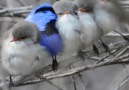 Gabriele Corno - Old Blue and his four-month-old splendid...